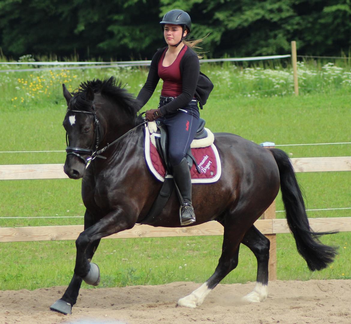 Welsh Cob (sec D) Dynamite Bogart billede 8