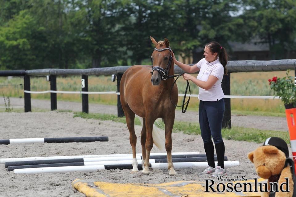 New Forest AH´s Golden Nemo billede 11