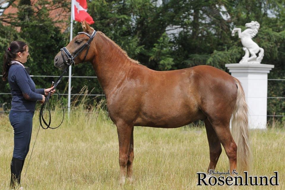 New Forest AH´s Golden Nemo billede 15