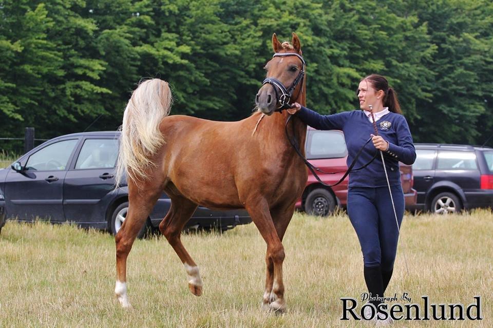 New Forest AH´s Golden Nemo billede 13