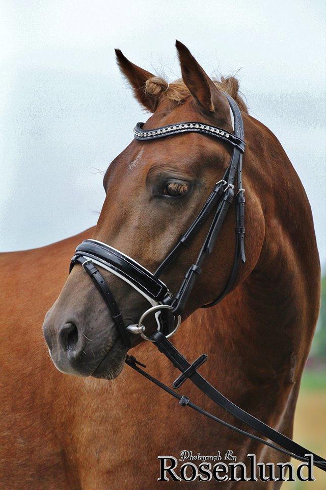 New Forest AH´s Golden Nemo billede 17