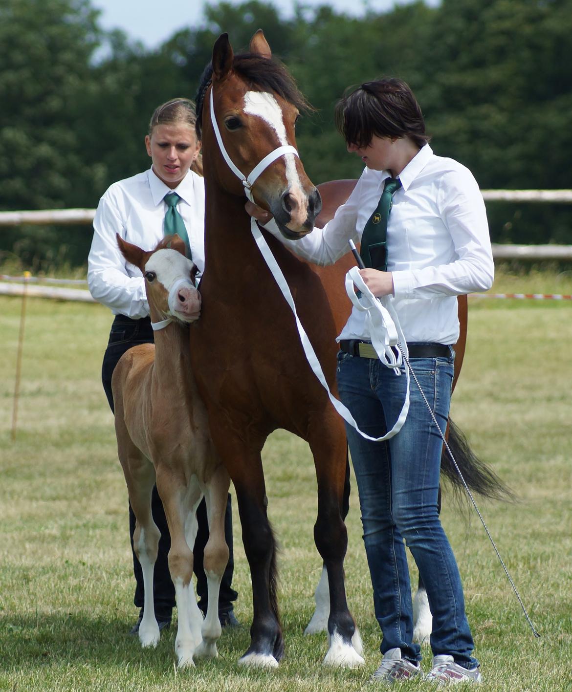 Welsh Cob (sec D) Nebo Tulip - MM for fun show 2014 billede 1