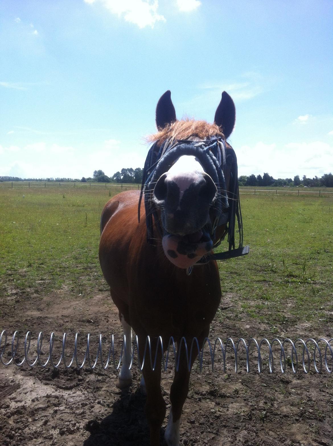 Anden særlig race Trevano billede 27