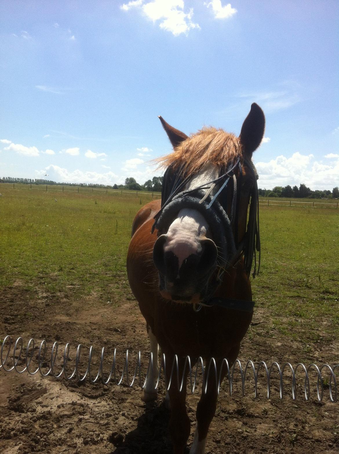 Anden særlig race Trevano billede 28