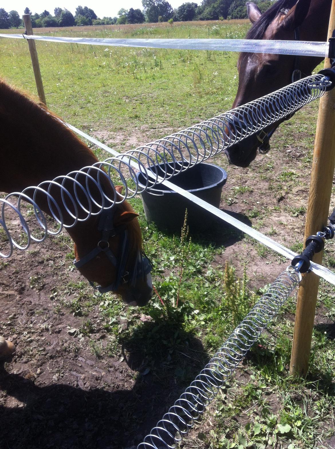 Anden særlig race Trevano billede 29