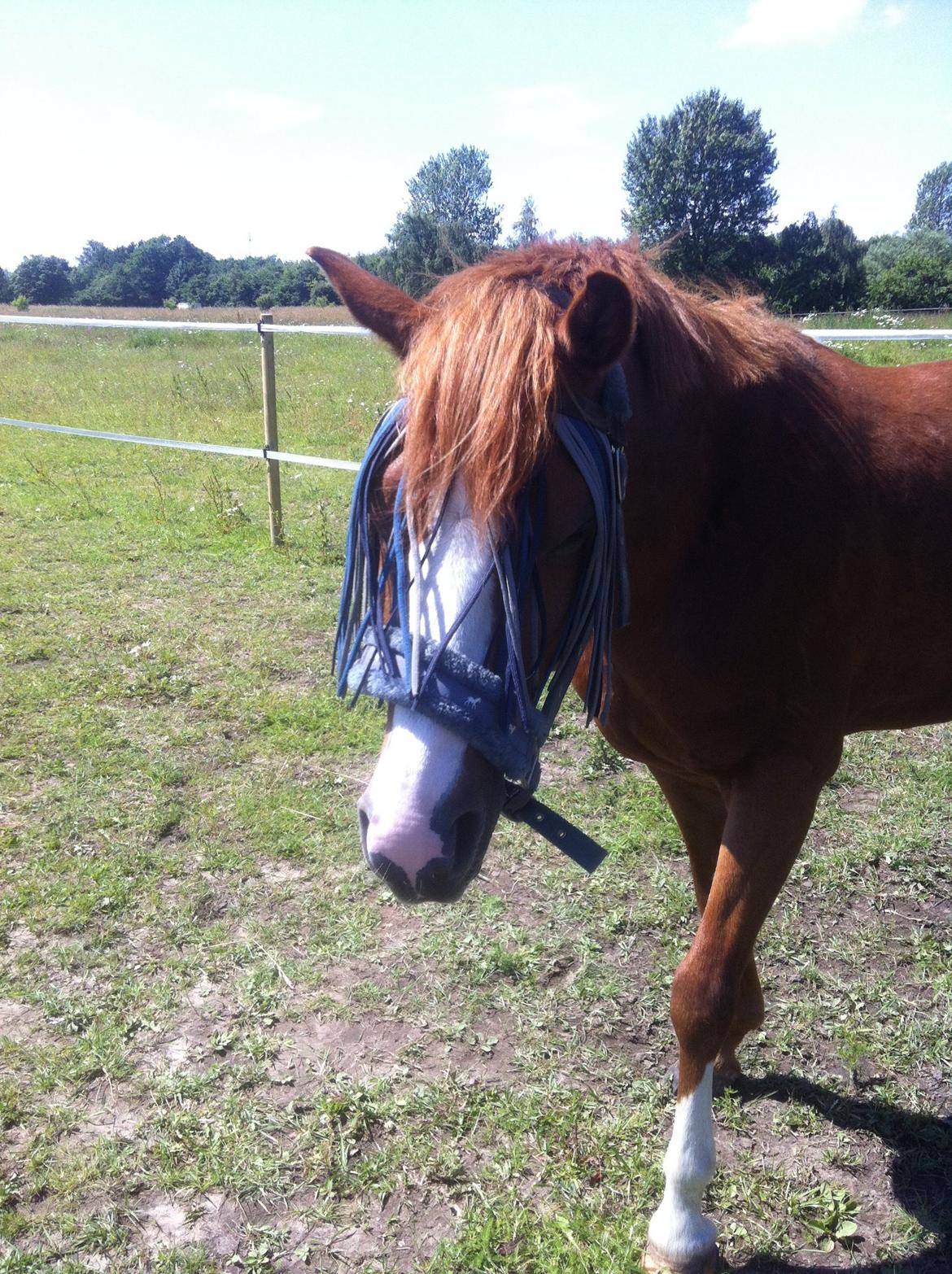 Anden særlig race Trevano billede 32