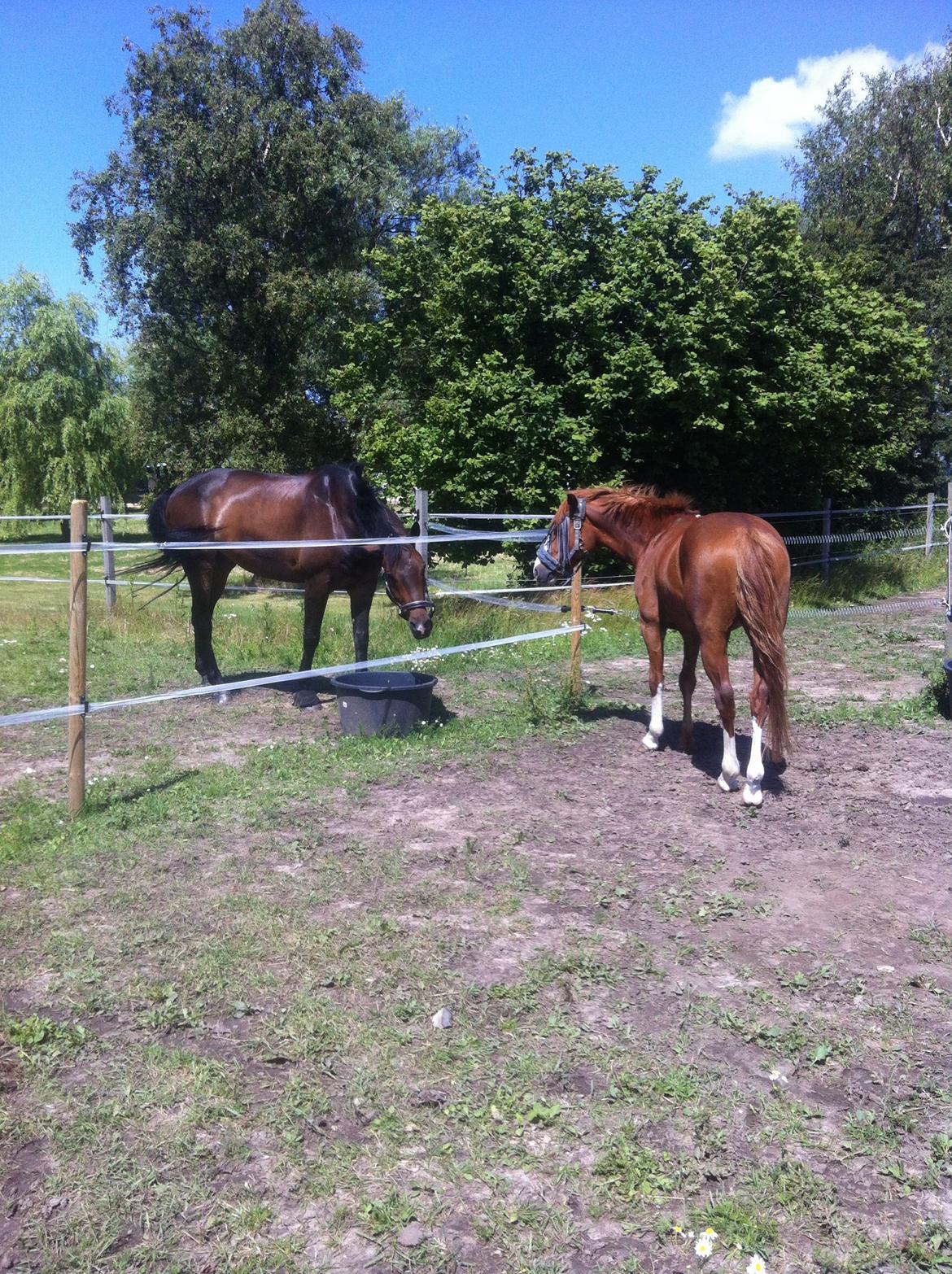 Anden særlig race Trevano billede 31