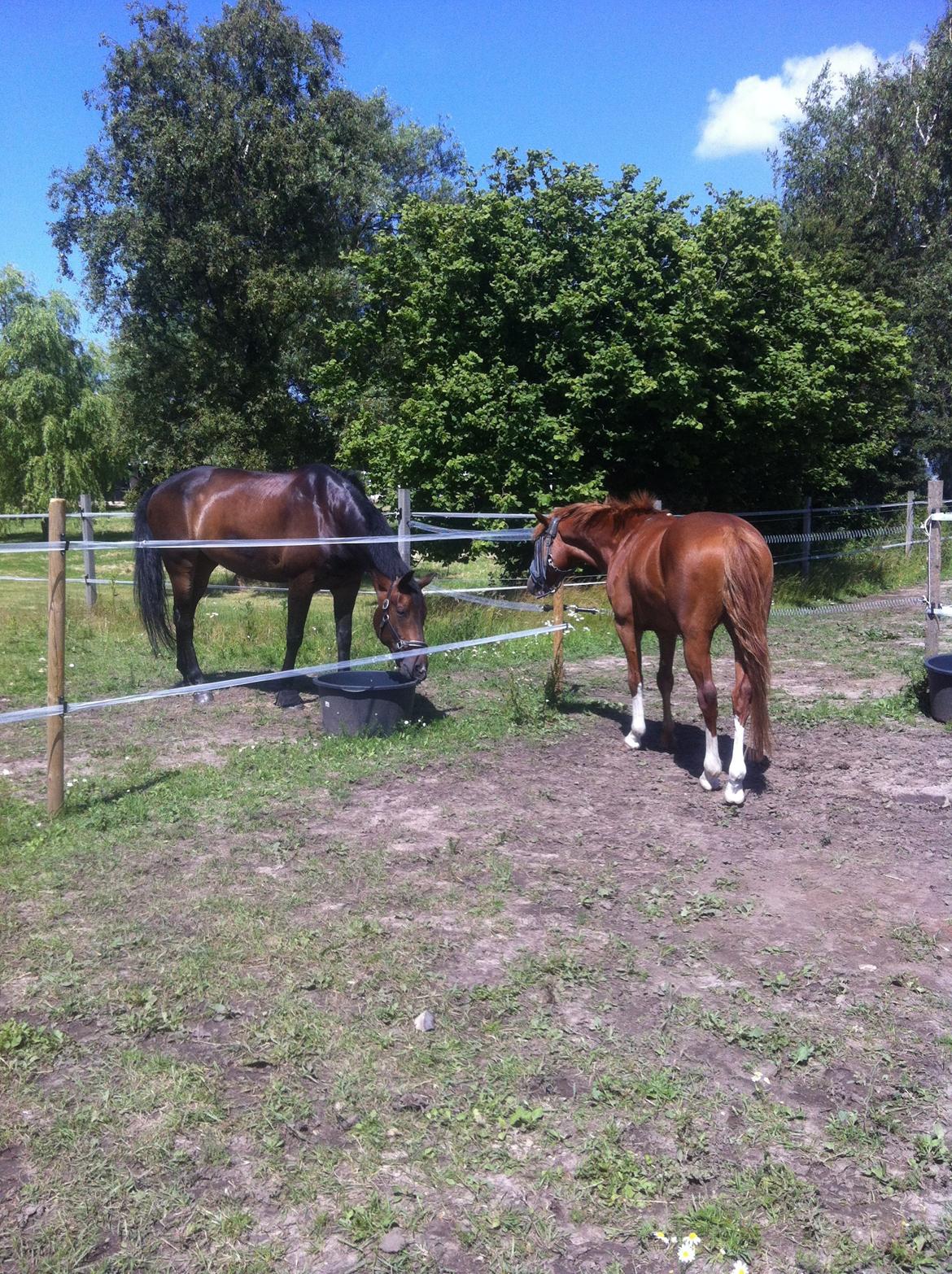 Anden særlig race Trevano billede 33
