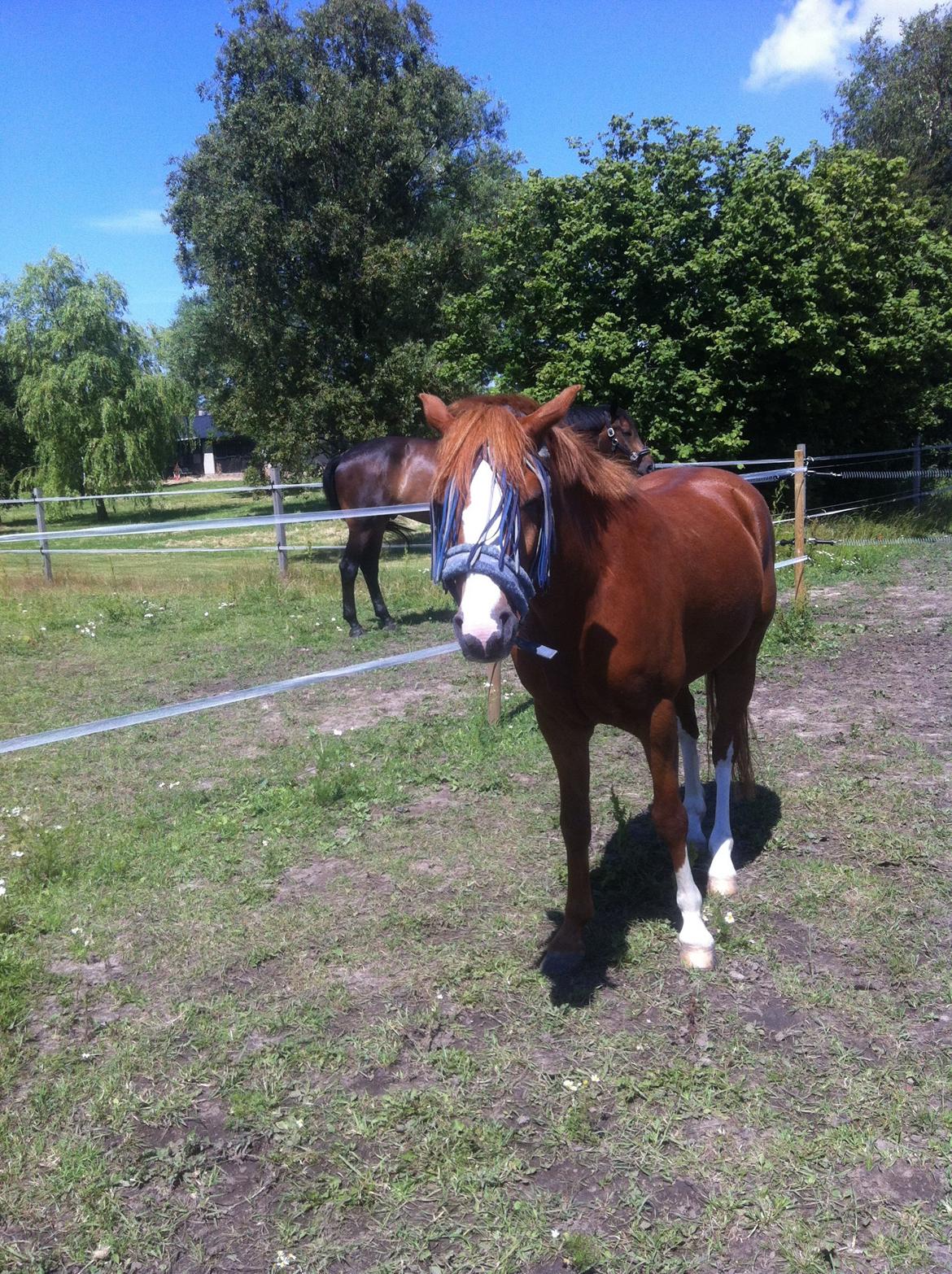 Anden særlig race Trevano billede 35