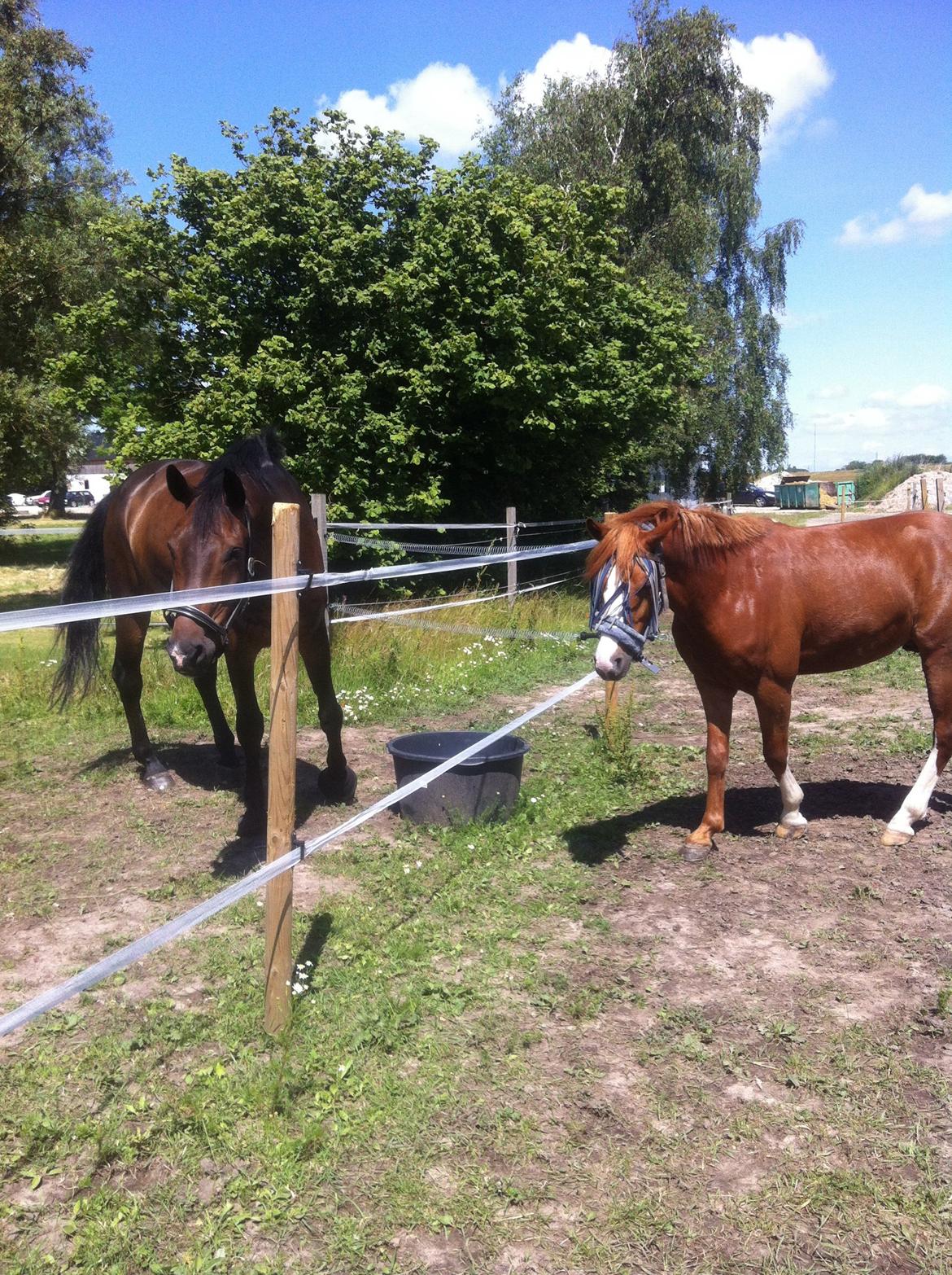 Anden særlig race Trevano billede 34