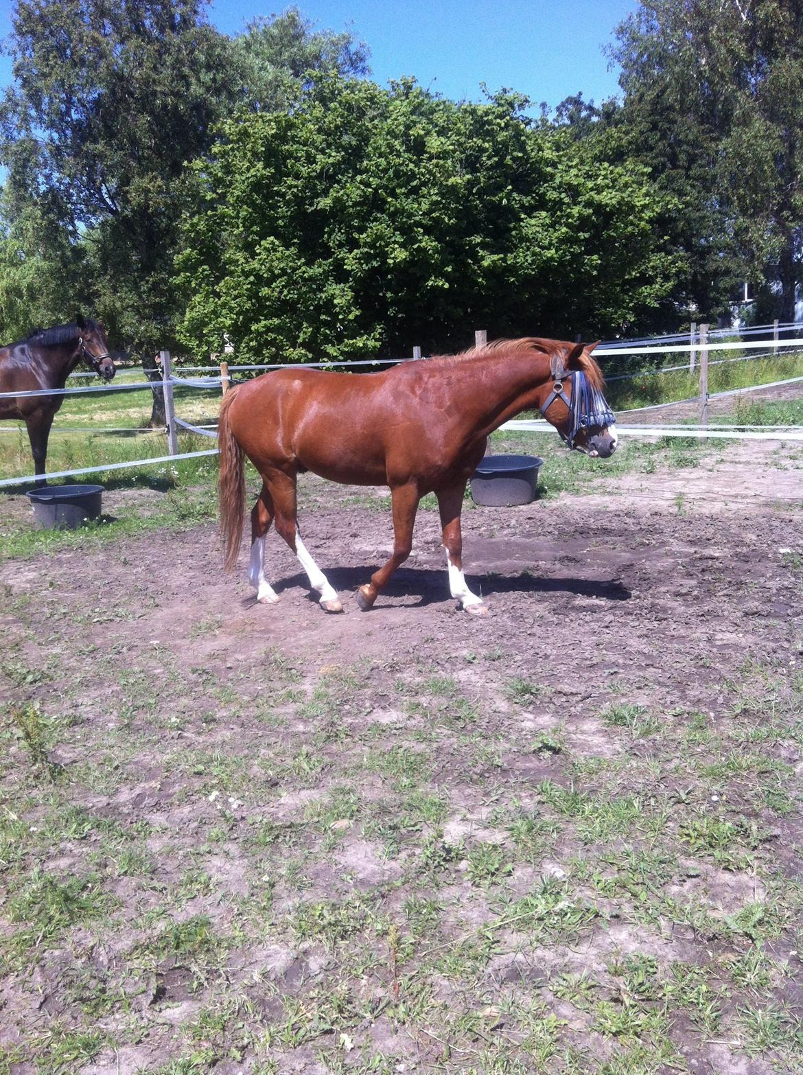 Anden særlig race Trevano billede 36