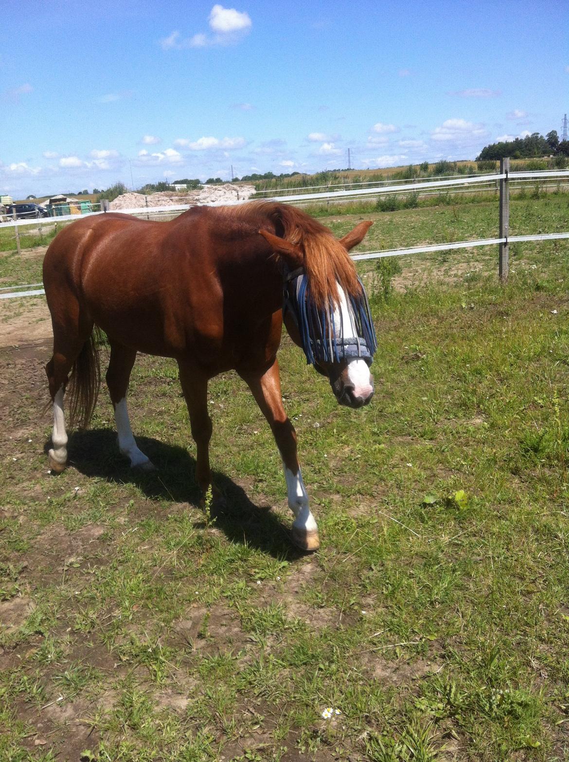 Anden særlig race Trevano billede 37
