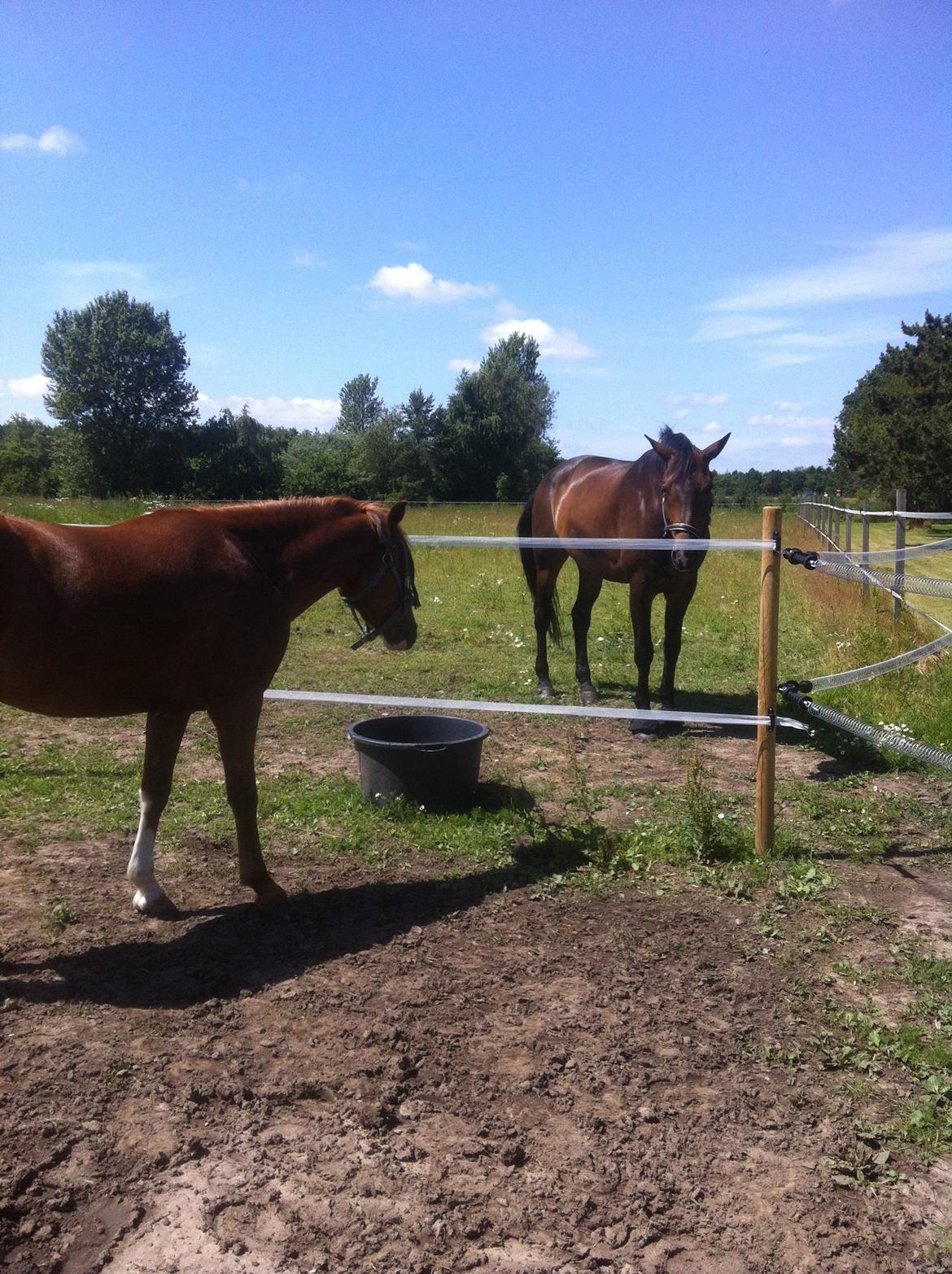 Anden særlig race Trevano billede 38