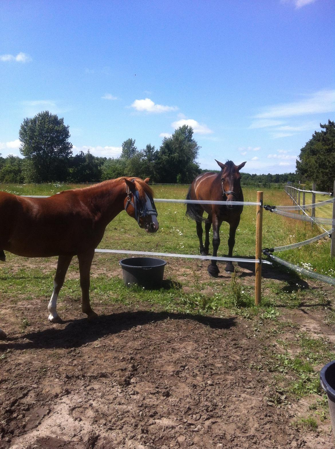 Anden særlig race Trevano billede 39