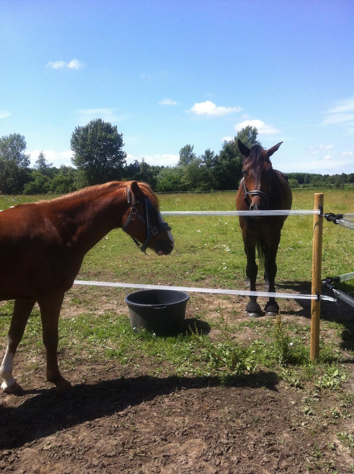 Anden særlig race Trevano billede 40
