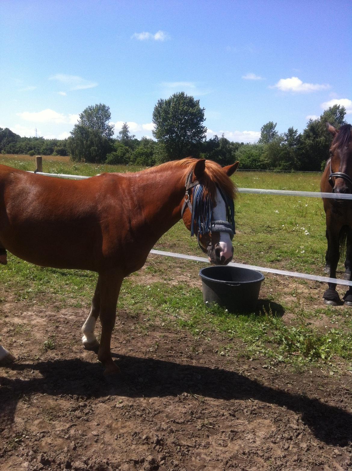 Anden særlig race Trevano billede 41