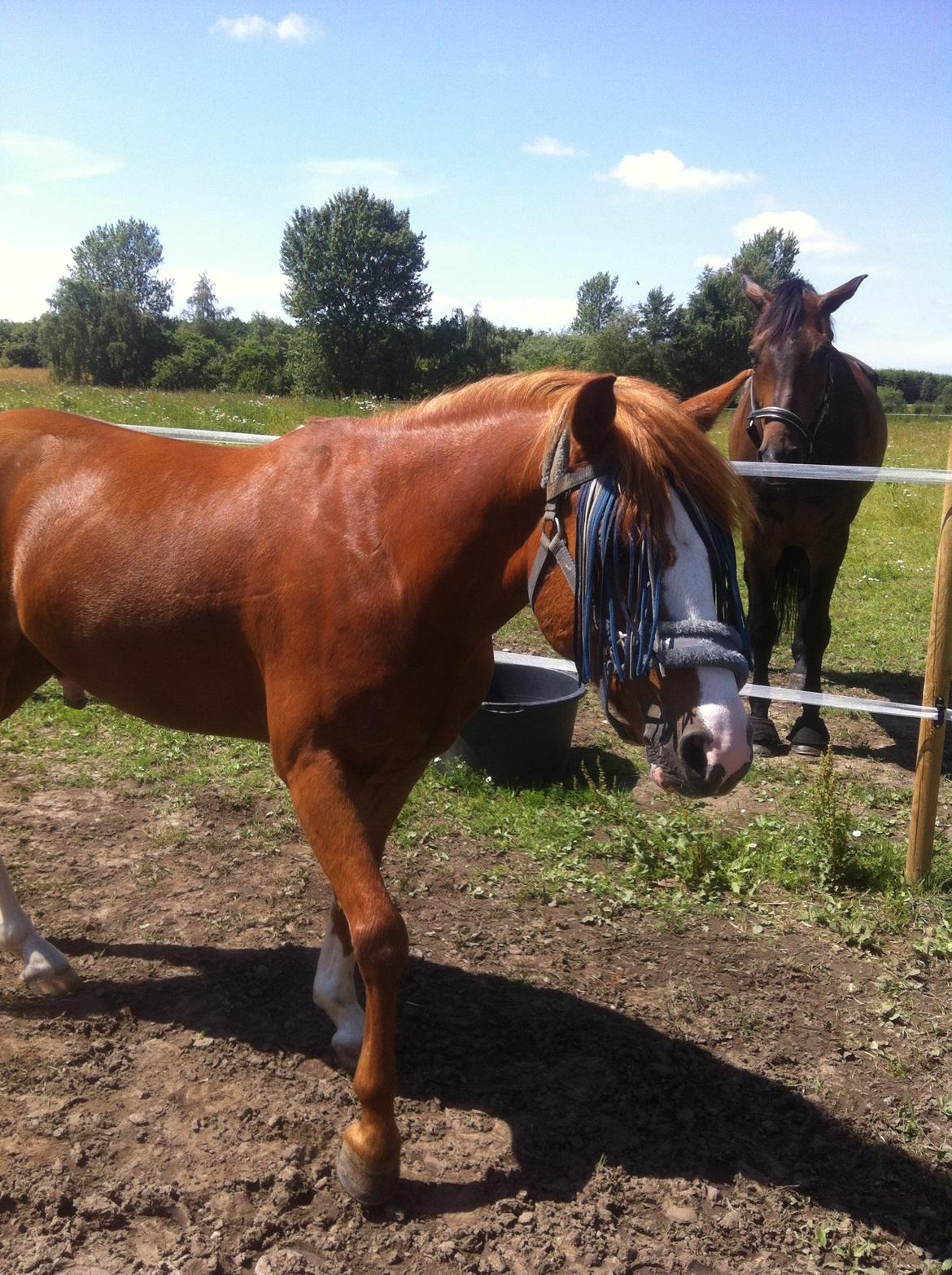Anden særlig race Trevano billede 42