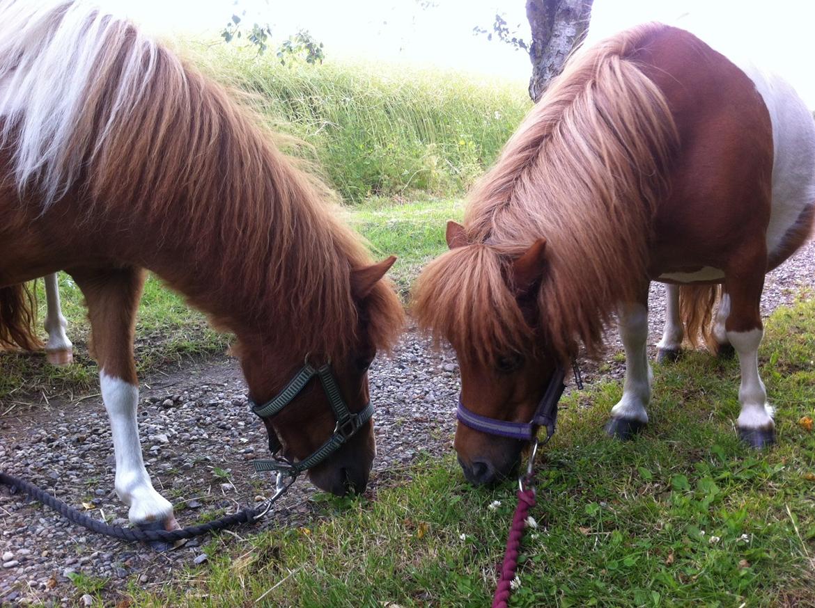 Anden særlig race Line billede 11