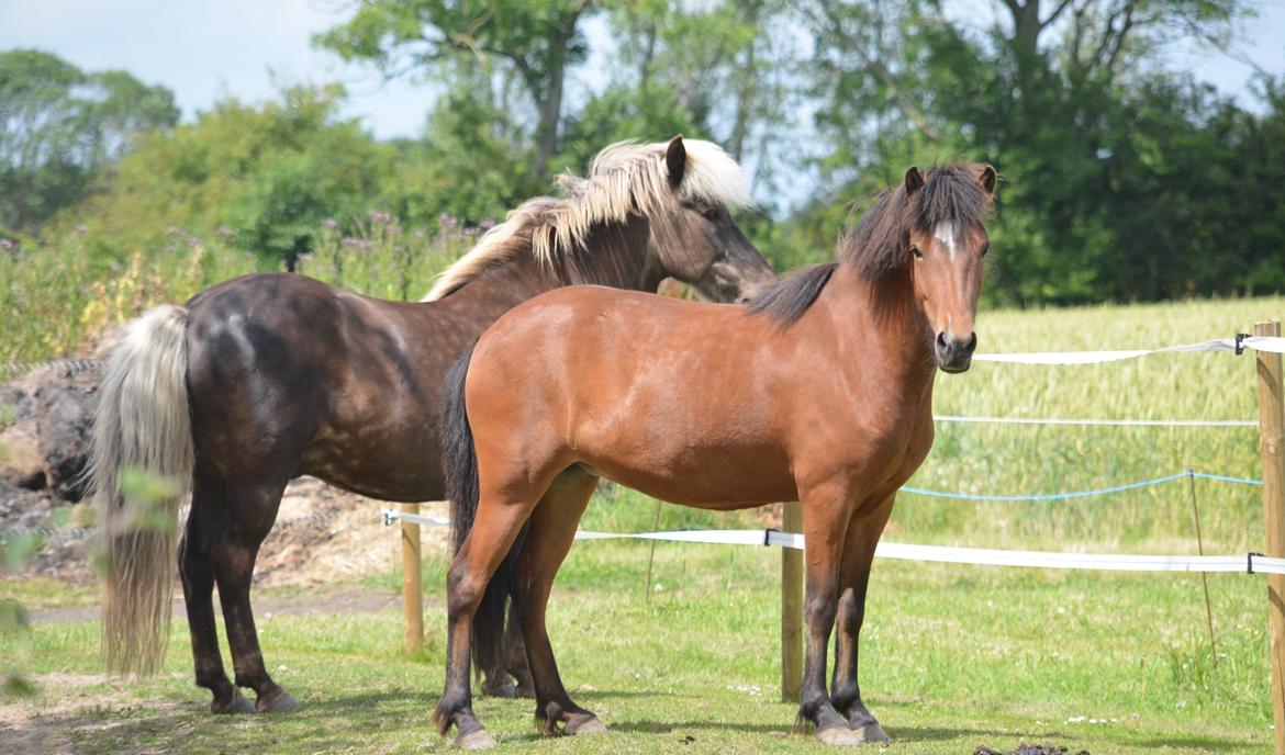 Islænder Jörp fra Skygge - Juni 2014 billede 15