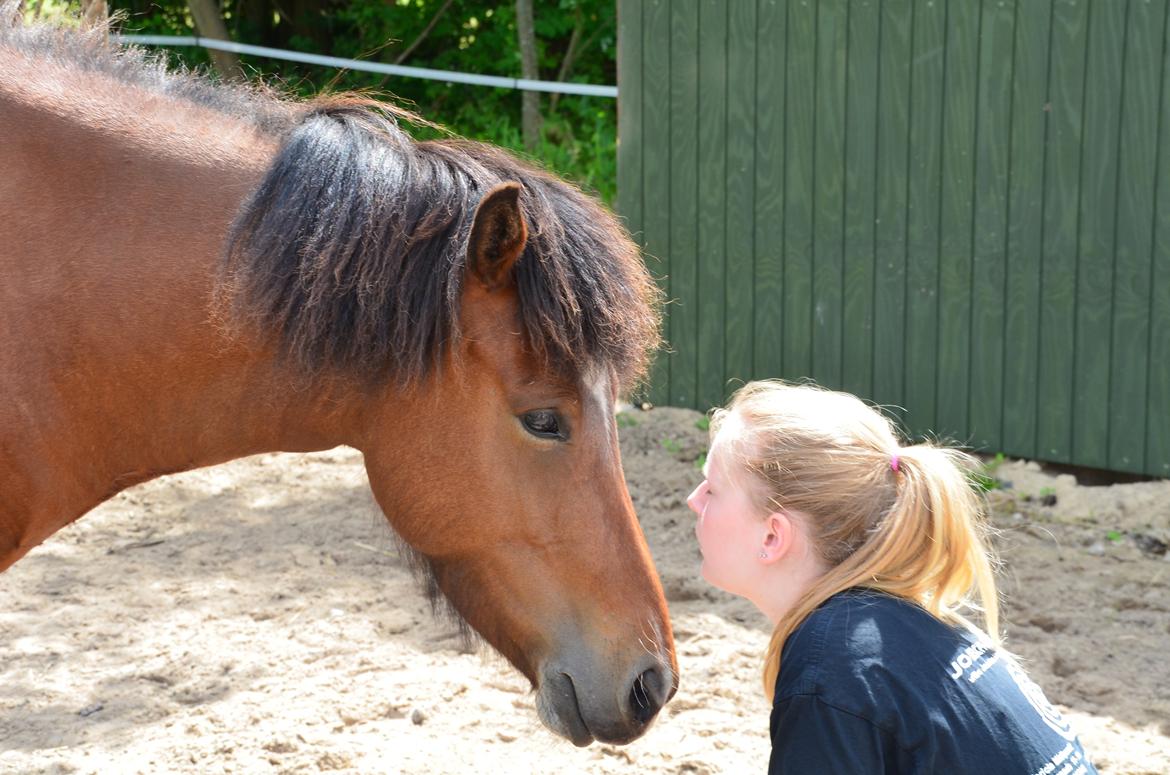 Islænder Jörp fra Skygge - Søde baby hest <3 Juni 2014 billede 17