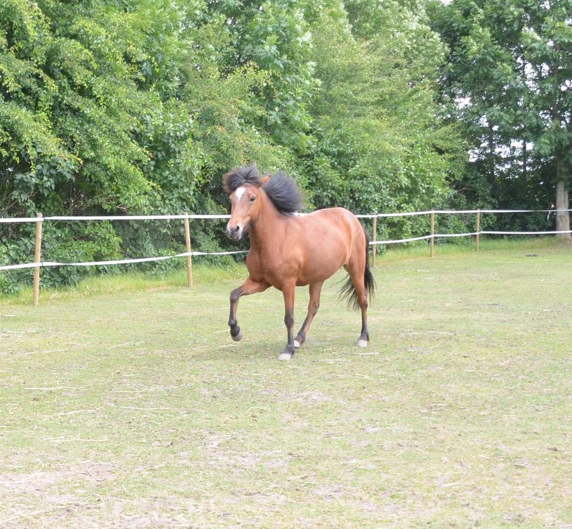 Islænder Jörp fra Skygge - Juni 2014 billede 18