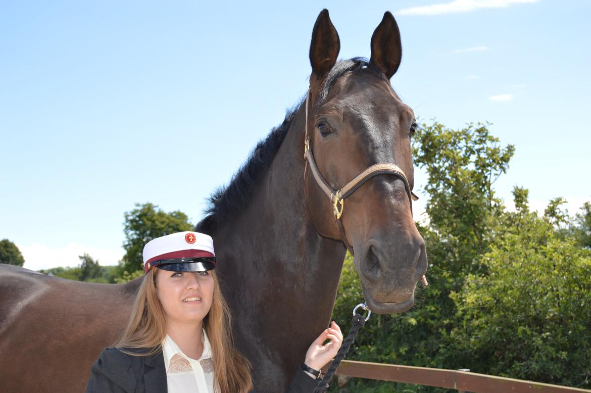 Dansk Varmblod Lewis - Student anno 2014! billede 10