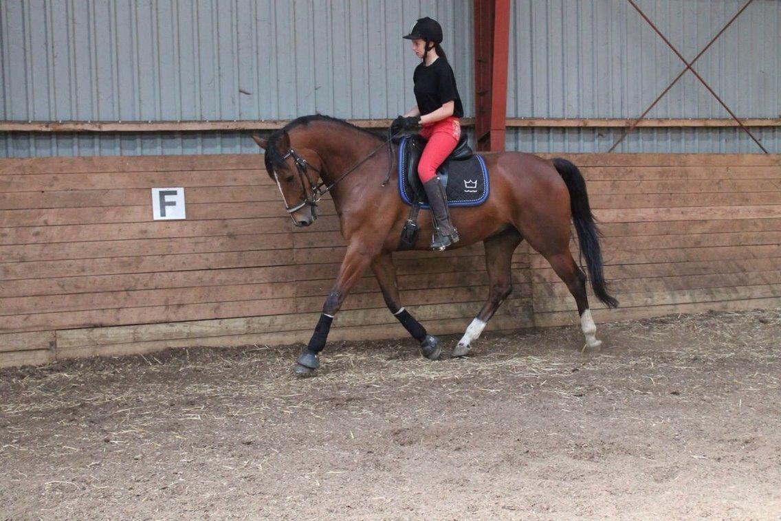 Dansk Varmblod Westergaardens Lucky Star billede 4