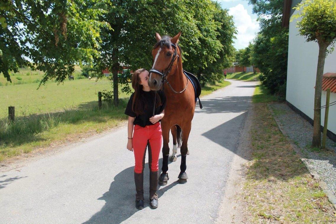Dansk Varmblod Westergaardens Lucky Star billede 7