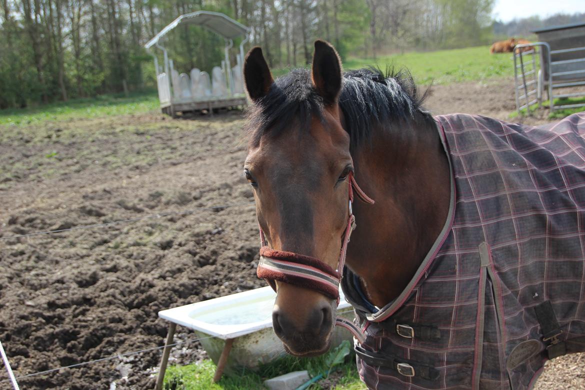 Anden særlig race Sheik<3 (solgt) - "There are big ships and small ships; But the best ships are friendships." billede 5