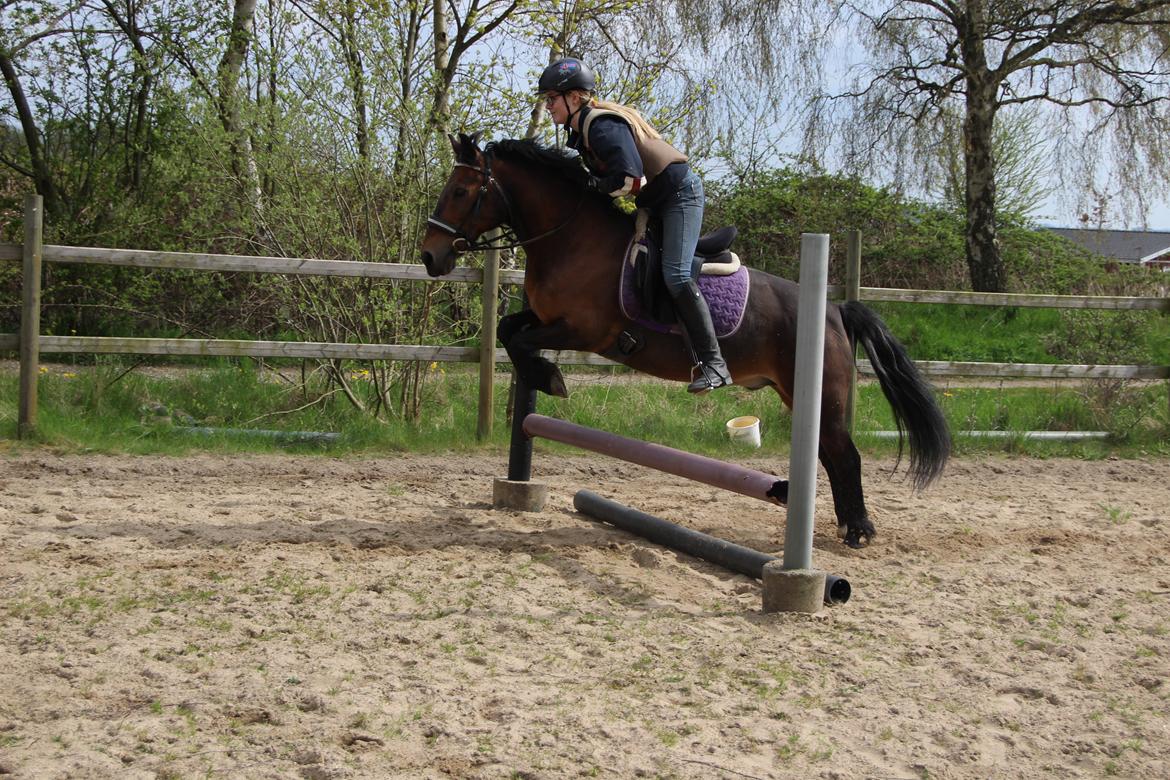 Anden særlig race Sheik<3 (solgt) billede 7