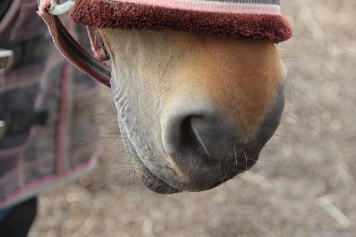 Anden særlig race Sheik<3 (solgt) - Det savn jeg har til dig kan ikke beskrives!<3 billede 6