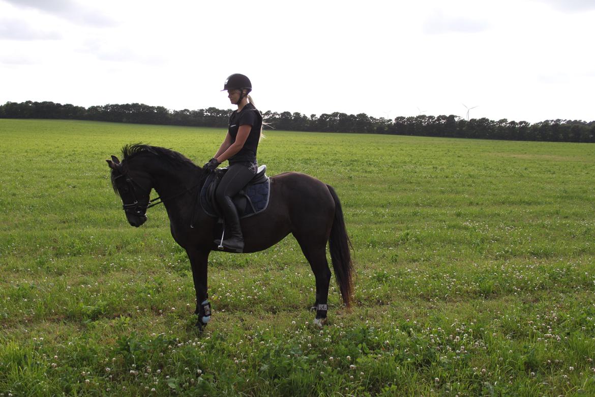 DSP Bakkegaarden's Mrs Magic - På tur efter skøn dressur træning - 2014 billede 6