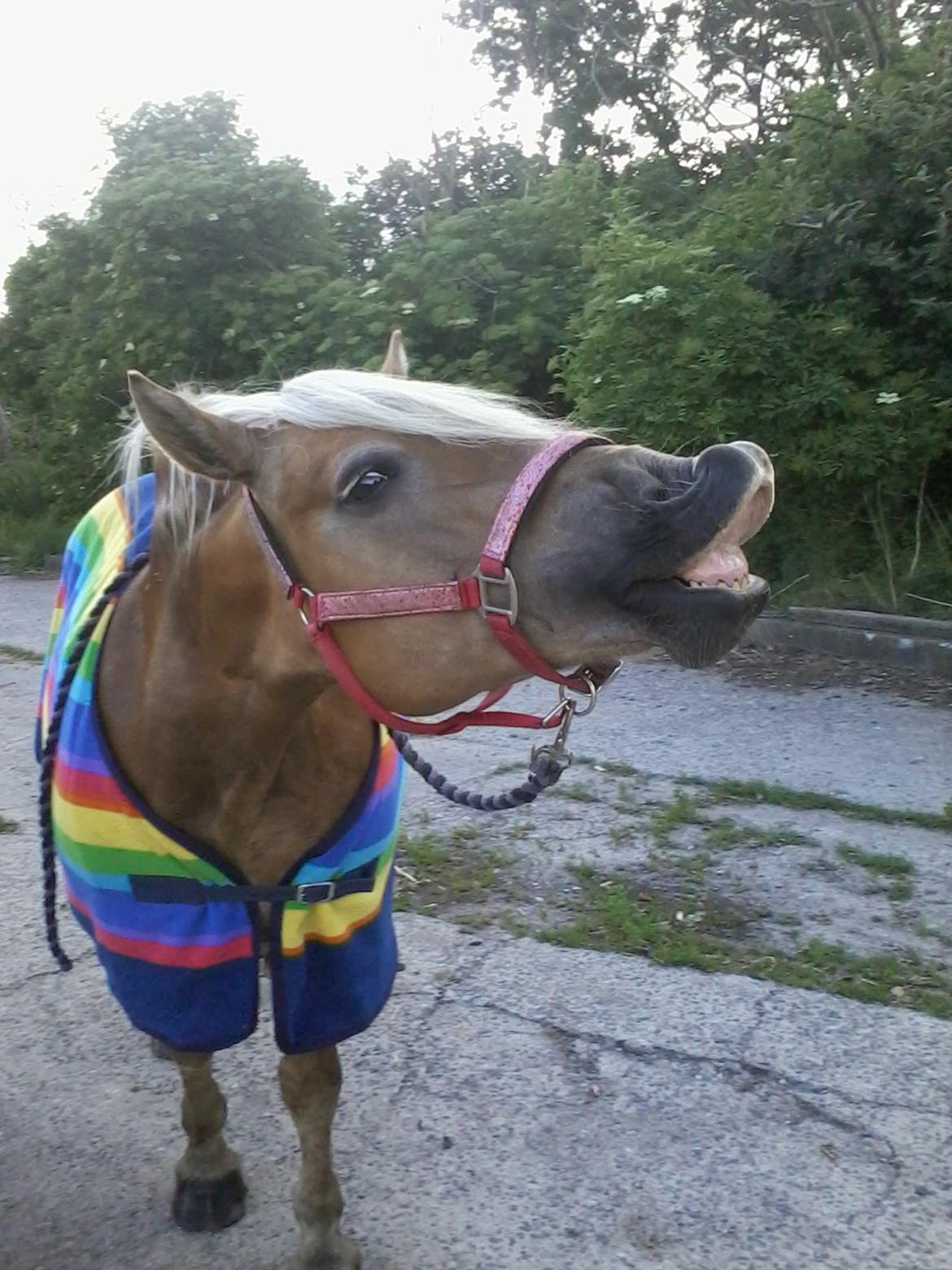 Haflinger selene (maggie) - smile to the world and the world smile bag! billede 1