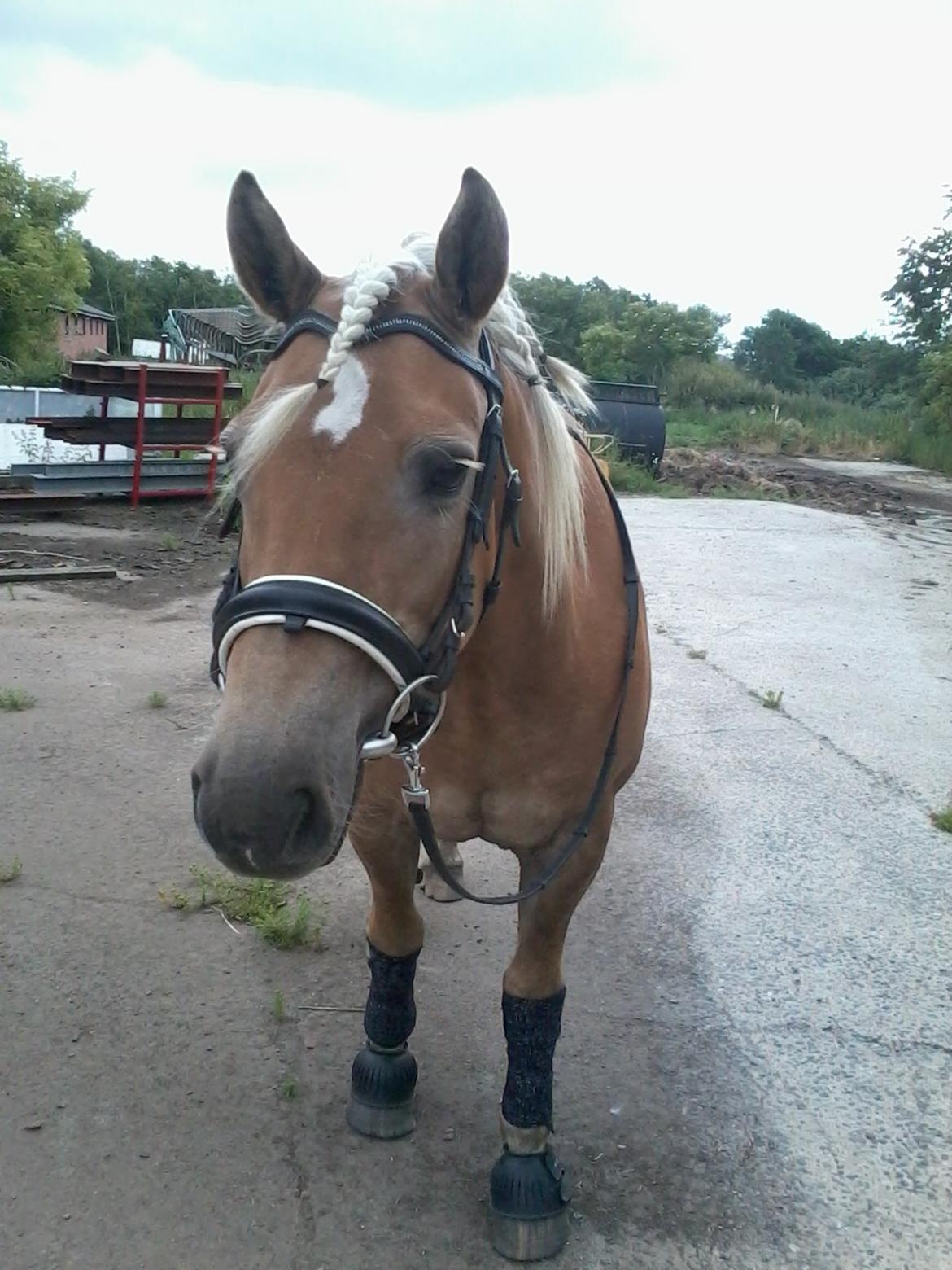 Haflinger selene (maggie) - smukke maggie<3 billede 3