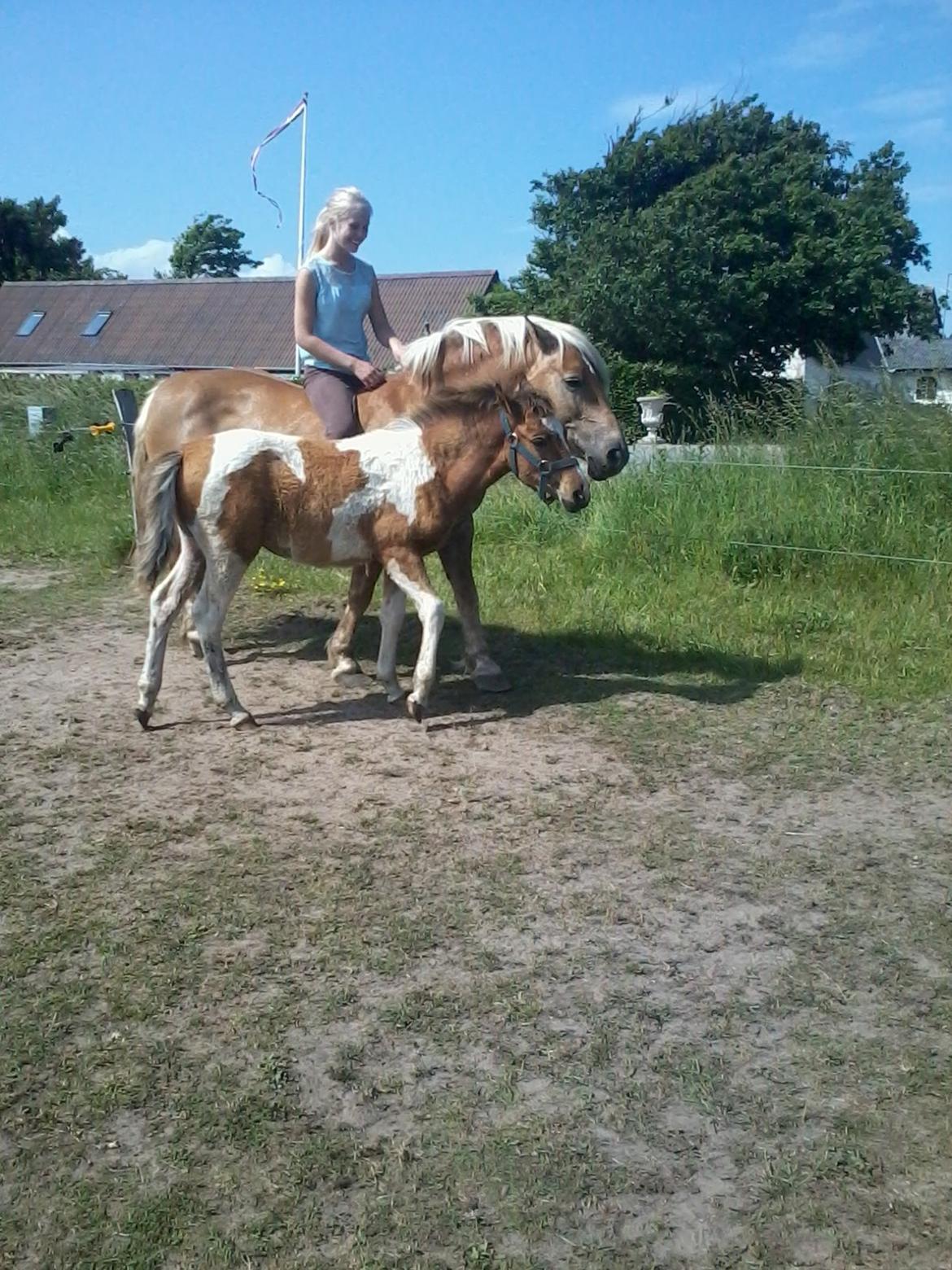 Haflinger selene (maggie) - maggie og dixie<3 billede 8