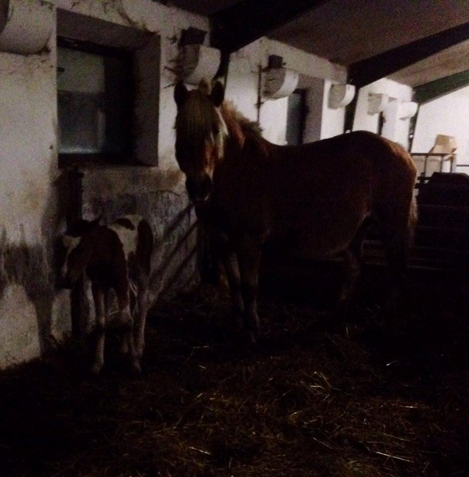 Haflinger selene (maggie) - da maggie lige havde født dixie billede 10