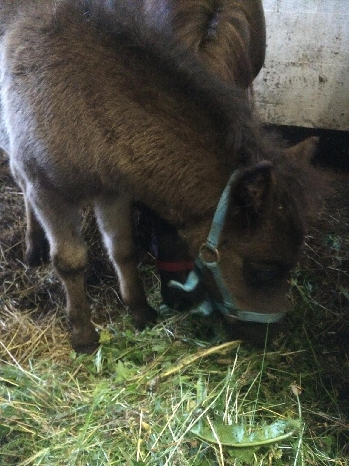 Shetlænder farmens mandse billede 3