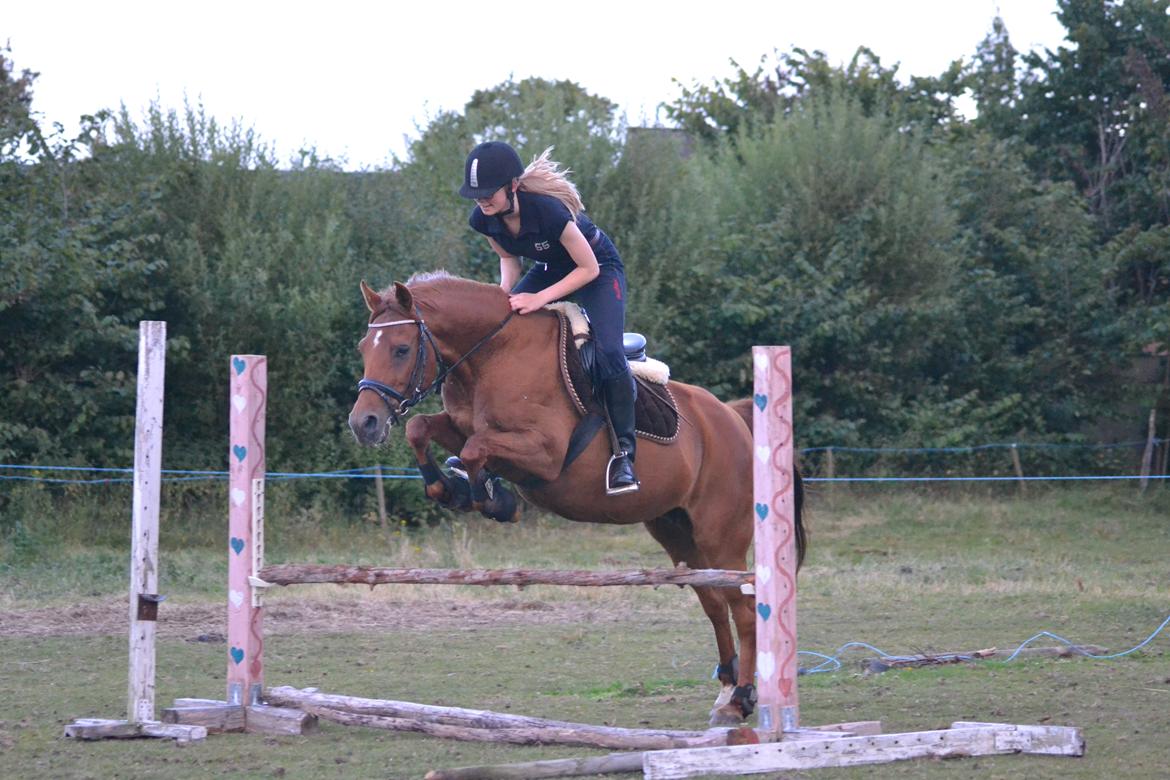 Welsh Partbred (Sec F) Waardhoeve's Ilona *Maggie* billede 2