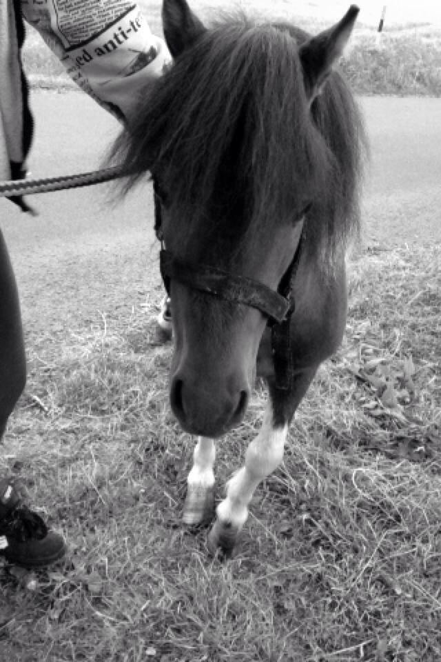 Anden særlig race Balou billede 2