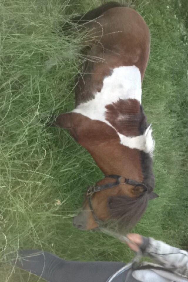 Anden særlig race Balou billede 3