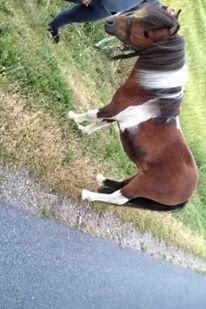 Anden særlig race Balou billede 4