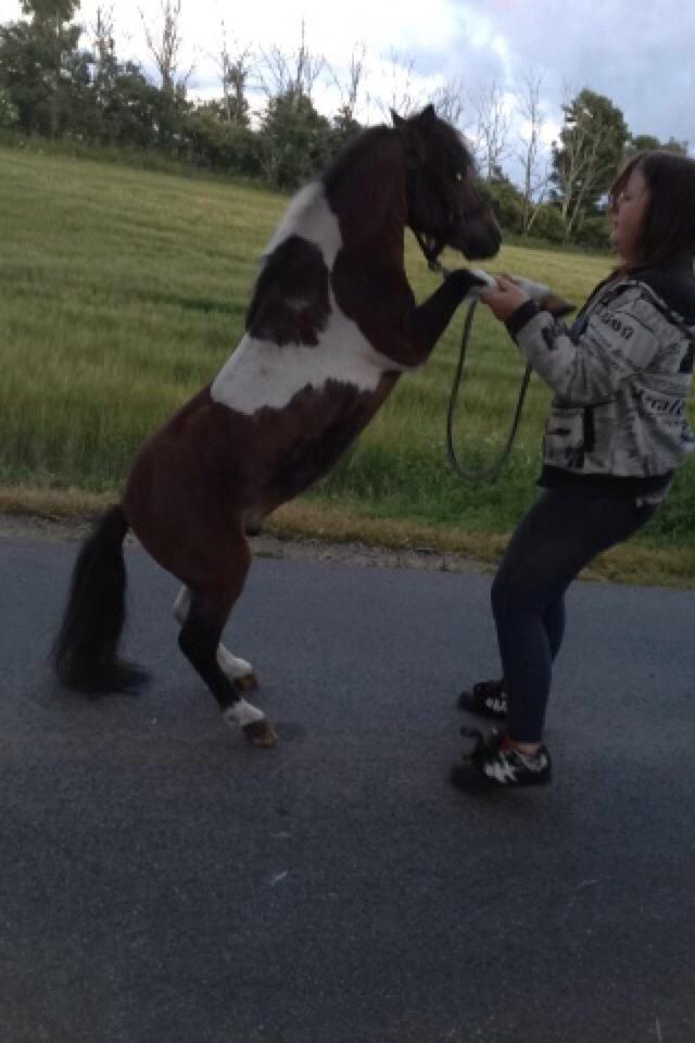 Anden særlig race Balou billede 1