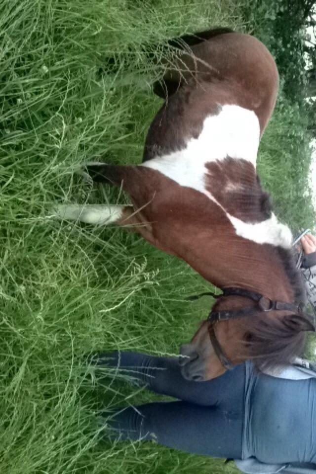 Anden særlig race Balou billede 6