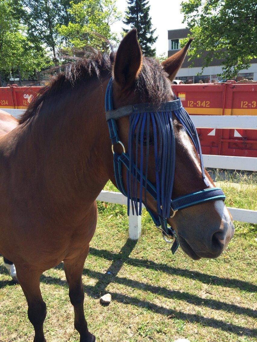 New Forest Bjørndals Horisont billede 15