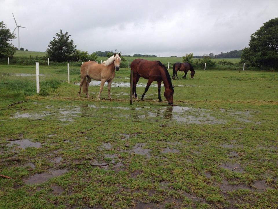 Haflinger Athæus mbm - Juni 2014 billede 8