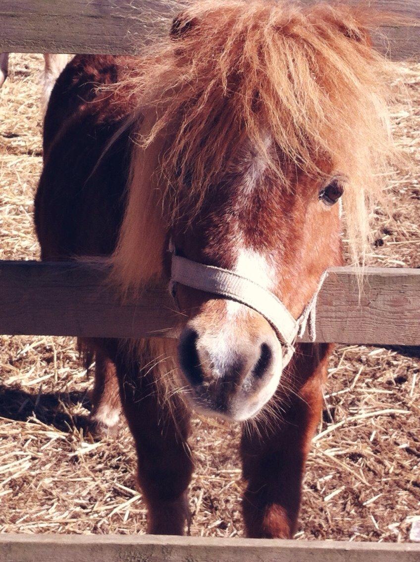 Shetlænder Sussi billede 22