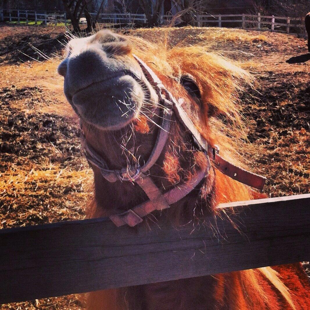 Shetlænder Sussi billede 20