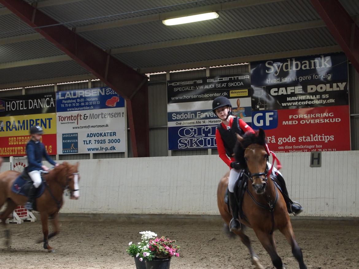 Irsk Sportspony Coillcru Flight - Vinder La** i Boller, æresrunde billede 5