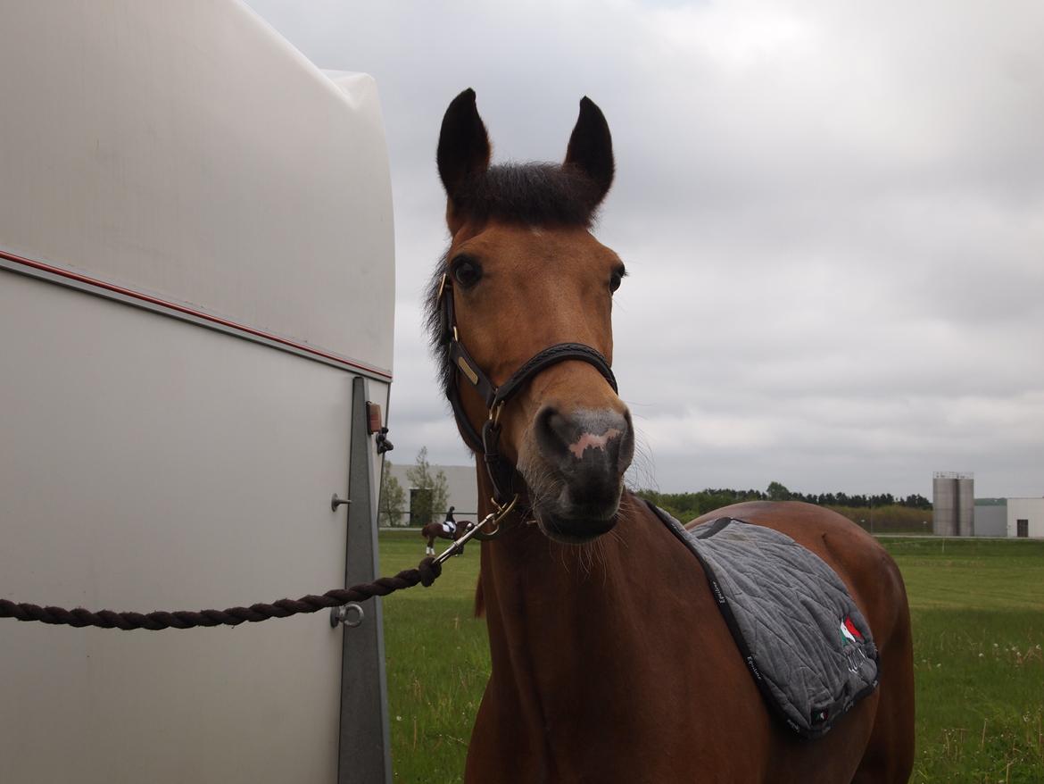 Irsk Sportspony Coillcru Flight billede 17