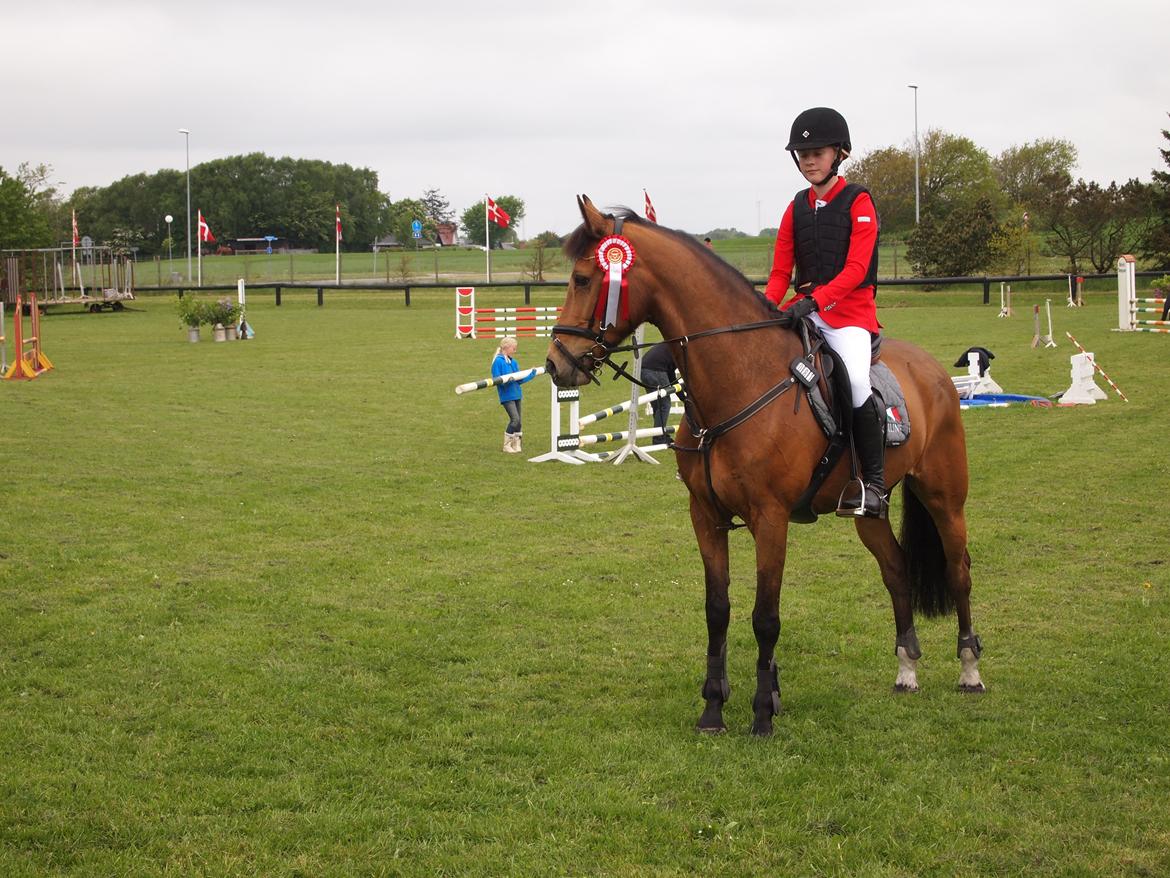 Irsk Sportspony Coillcru Flight - Stjernen!! <3 billede 9